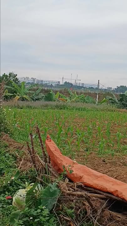 Đất nền khu 5 xã Hà Lộc 100m² giá chỉ 1.2 tỷ - Đầu tư sinh lời hấp dẫn!