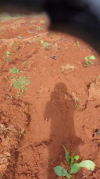 Farm 18.000m² tại Al Bá, Chư Sê - Bán gấp 5 xào cà phê giống xanh lùn