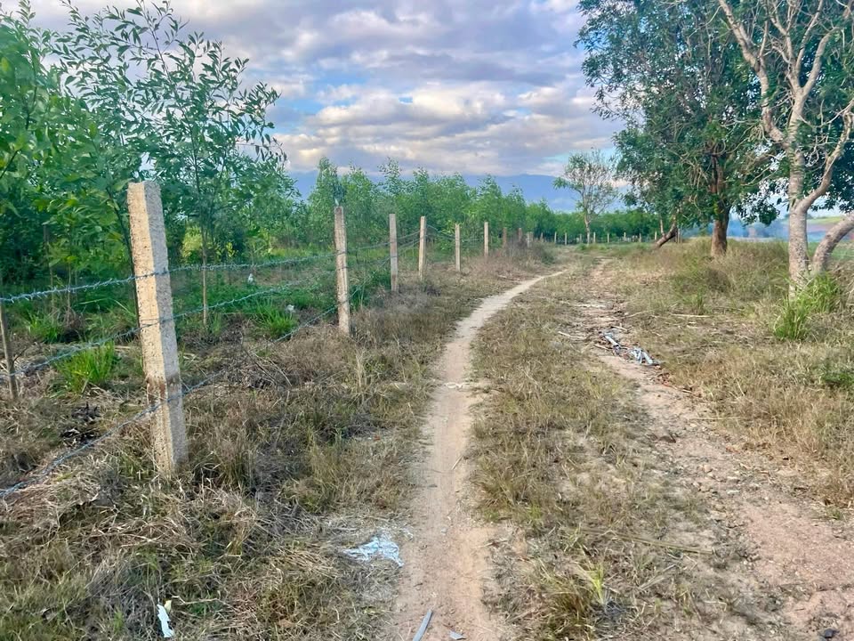 Đất vườn Ninh Sim, Ninh Hòa 15.752m² giá chỉ 1.2 tỷ - Đầu tư sinh lời ngay!