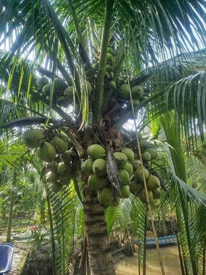 Đất vườn Lương Hòa Giồng Trôm 7600m² giá 1.976 tỷ - Đầu tư sinh lời hấp dẫn!