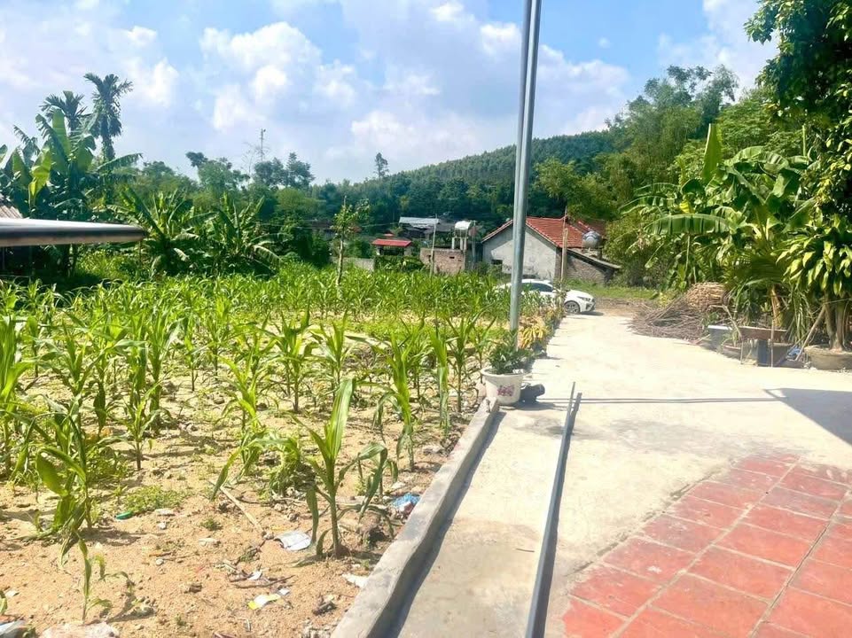 Đất thổ cư 600m² tại Thôn Đồng Bụt, Xã Đại Đình, Tam Đảo - Giá 1.2 tỷ, cơ hội đầu tư hấp dẫn!