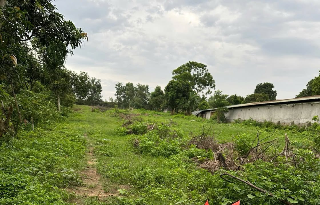 Đất rừng Đạo Tú 4253m² giá 3.3 tỷ - Đường bê tông rộng, hai mặt tiền!