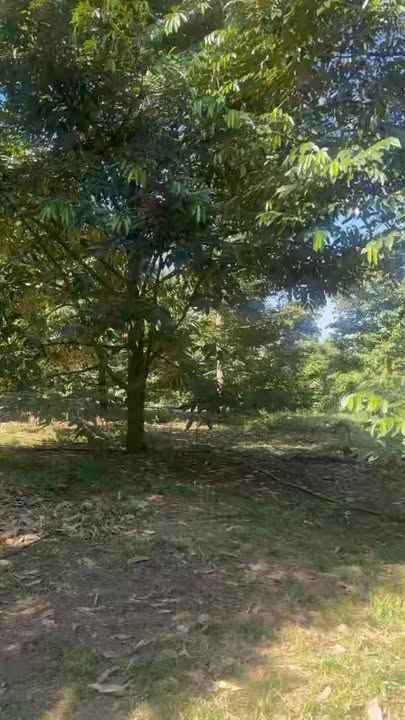 Đất nông nghiệp 39.000m² tại xã Long Bình, Phú Riềng, giá 9 tỷ - Cơ hội đầu tư hấp dẫn!