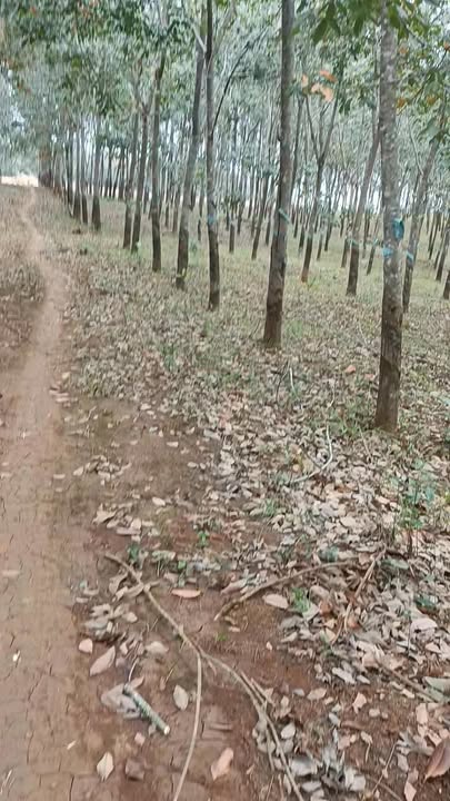 Đất cao su 1ha Đắk Nhau Bù Đăng - Sổ đỏ chính chủ, giá thỏa thuận!