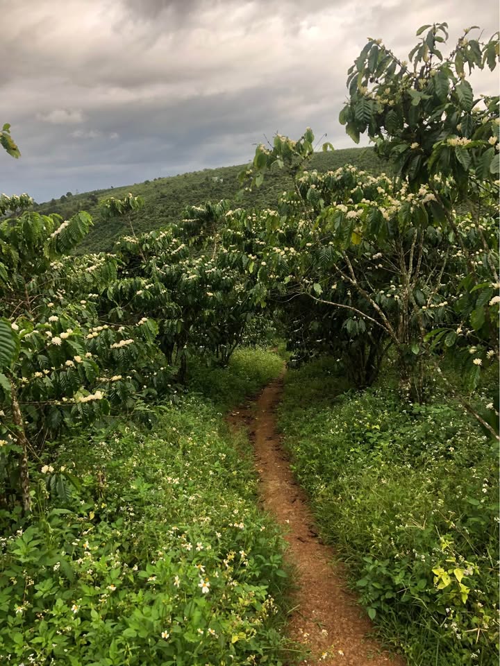 Đất nền Lộc Ngãi Bảo Lâm 10.000m² giá 3.99 tỷ - Cơ hội đầu tư sinh lời!