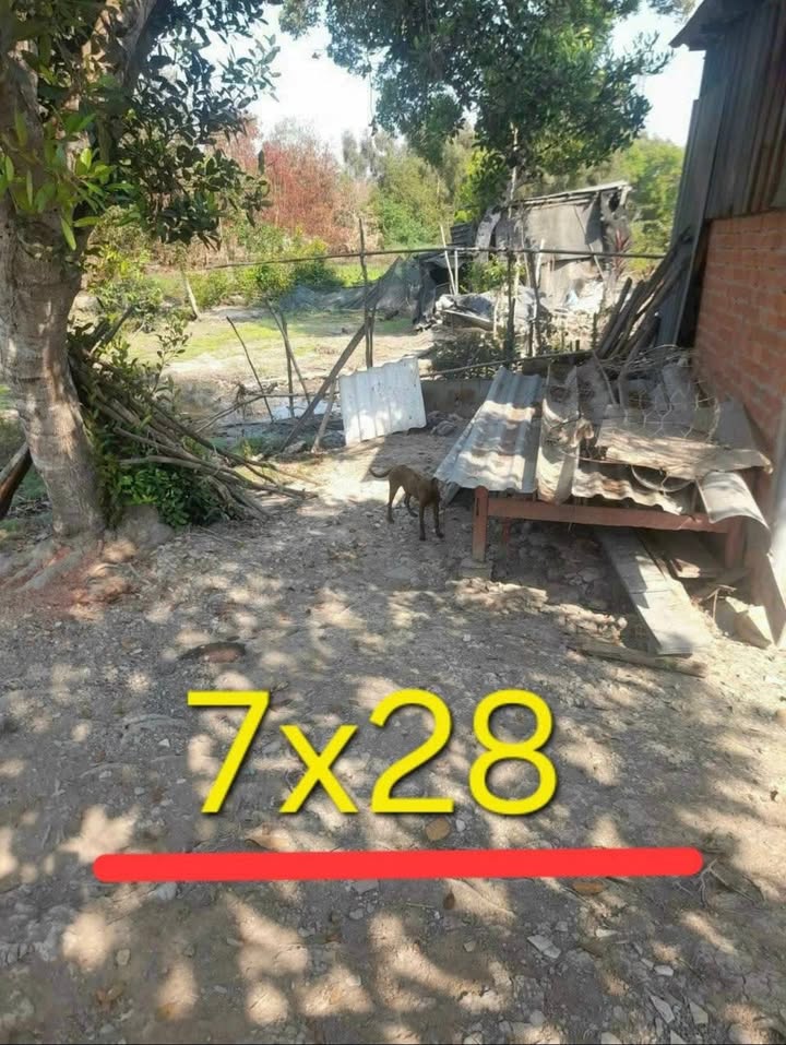 Đất thổ cư ấp 1A xã Hựu Thạnh Đức Hòa 203m² giá 650 triệu - Sổ hồng riêng, sẵn sàng giao dịch!