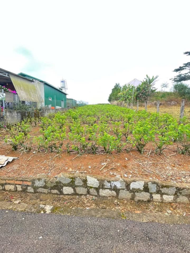 Đất thổ cư 98 Trần Nhật Duật, Bảo Lộc 572m² giá 2.25 tỷ - Cơ hội đầu tư sinh lời!