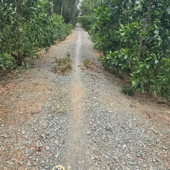 Đất nền 36.000m² Tân Phước, Tiền Giang - Bán gấp chỉ 3 tỷ!