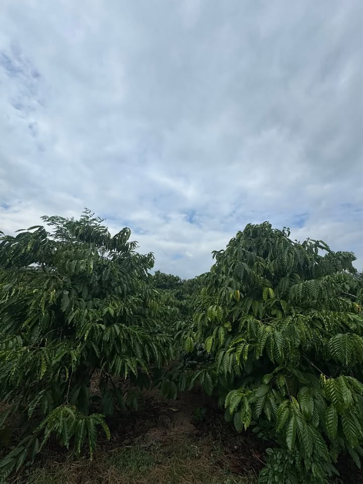 Farm 2,2ha tại Ea M'Droh - Đất trồng cà phê, giá chỉ 303.6 triệu