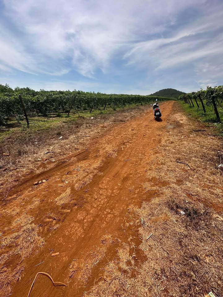 Farm 4ha đường tỉnh lộ 671, xã Ia Băng giá 10 tỷ - Đầu tư sinh lời ngay!