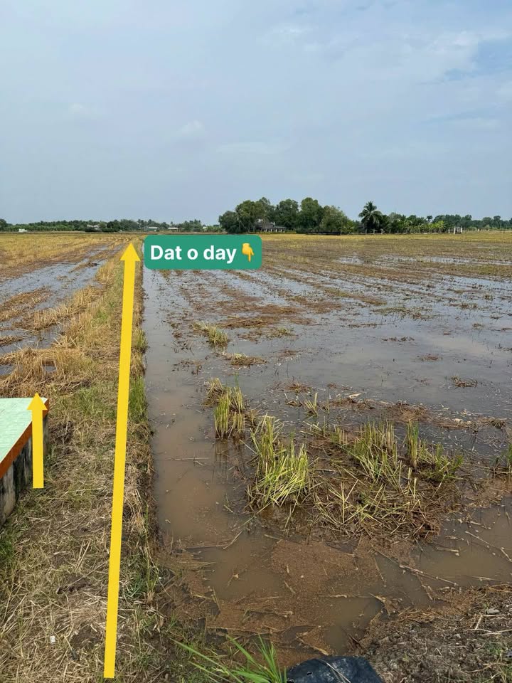 Đất nền 5400m² xã Bình Tịnh, huyện Tân Trụ - Giá chỉ 126 triệu!