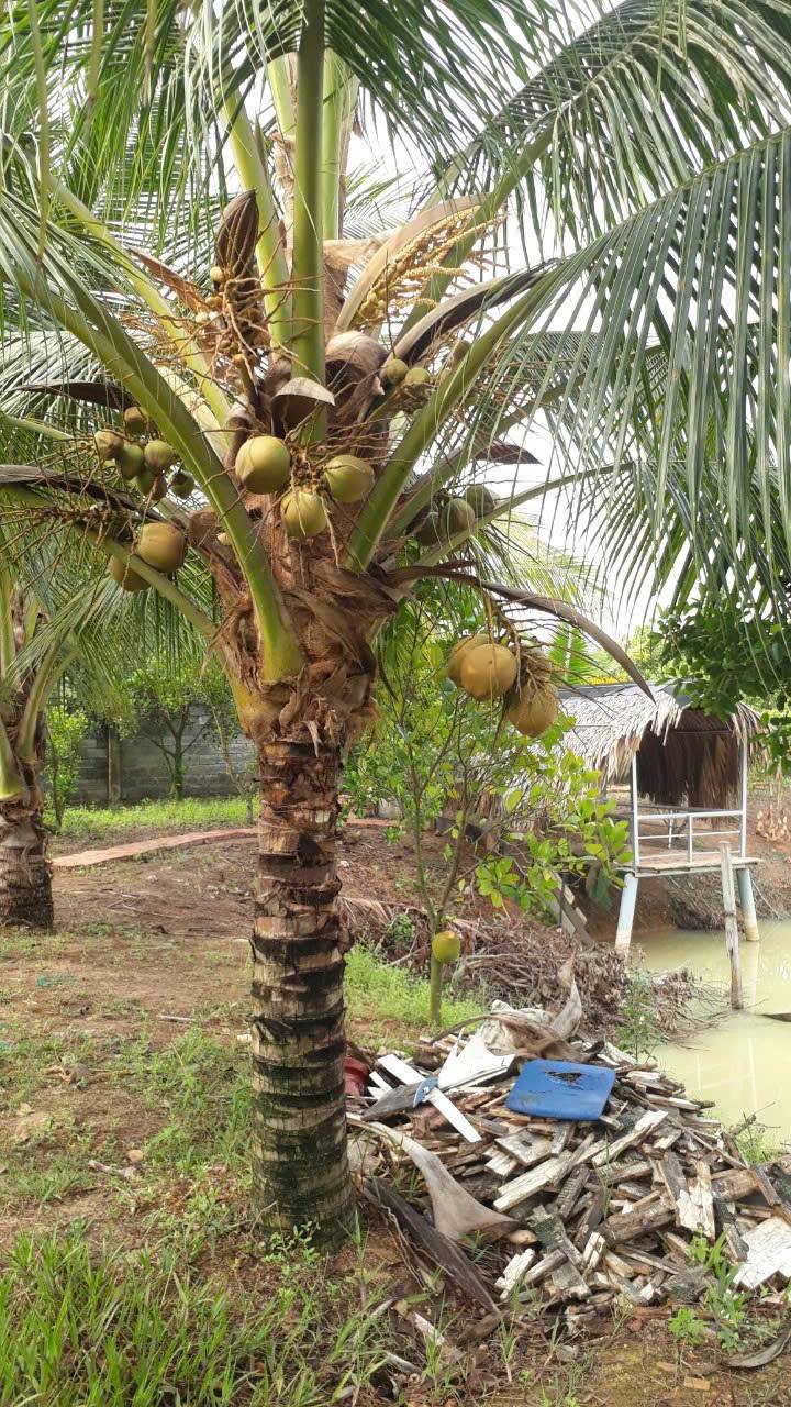 Nhà vườn 9000m² tại An Ninh Tây, Đức Hòa, Long An - Cơ hội đầu tư sinh lời lớn!