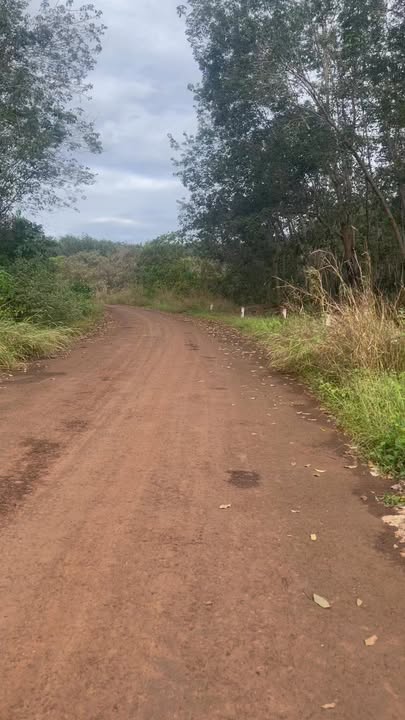 Đất Farm Tân Hưng Đồng Phú 2,93ha - Giá chỉ 8 tỷ - Đầu tư sinh lời tuyệt vời!