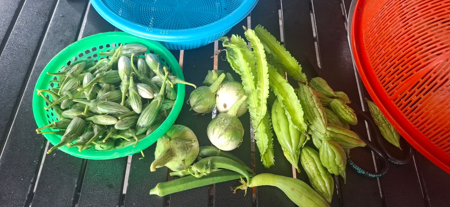 Đất nền Lộc Hưng Trảng Bàng 500m² giá chỉ 260 triệu - Cơ hội đầu tư tuyệt vời!