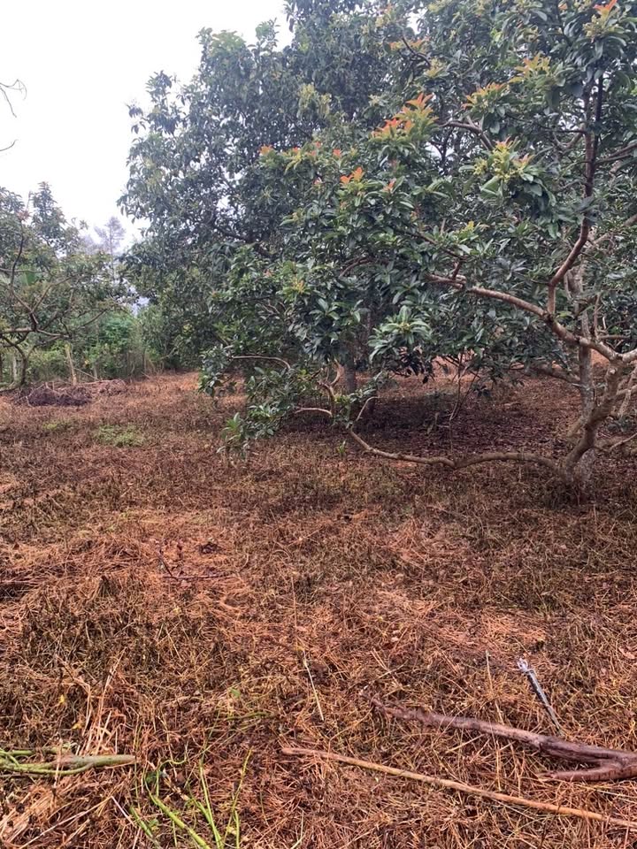 Đất 3000m² tại Xuân Mỹ, Cẩm Mỹ - Giá 12.6 tỷ - Đường bê tông, thuận lợi giao thông!