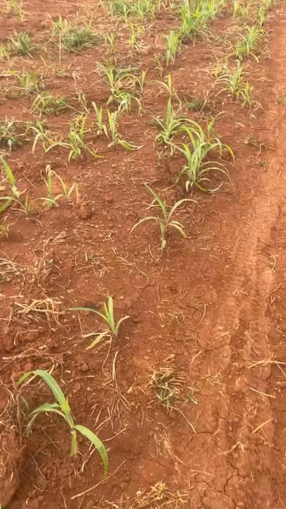 Đất nền 22.000m² tại xã Đê Ar, huyện Mang Yang, giá 1.8 tỷ - Cơ hội đầu tư tuyệt vời!