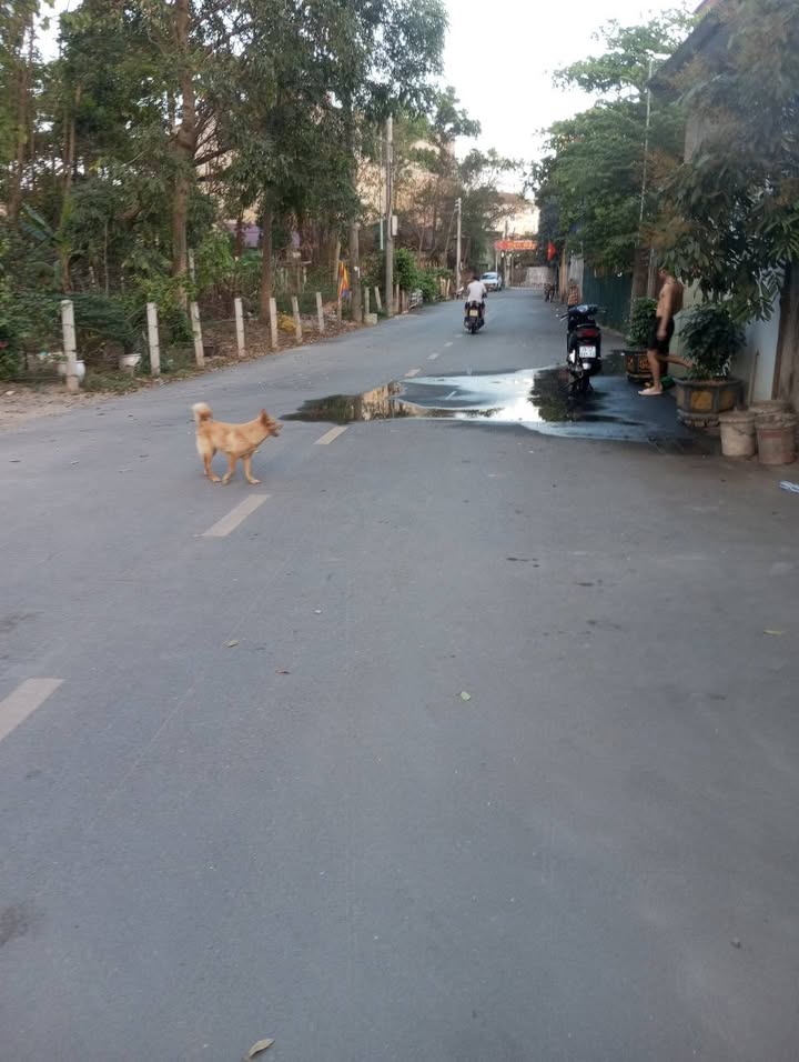 Đất thổ cư 90m² lô góc tại Mai Đình, Sóc Sơn - Đầu tư sinh lời nhanh chóng!