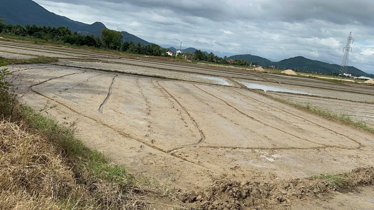 Đất Cây Lâu Năm Bình Lộc 1100m² giá 270 triệu - Đường ô tô vào tận nơi!