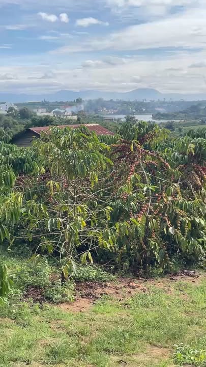 Đất nền Phúc Thọ 5400m² giá 4 tỷ - Cơ hội đầu tư hấp dẫn!