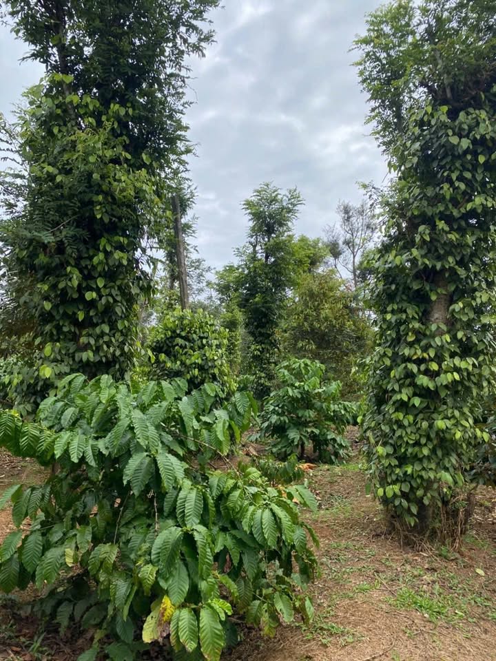 Đất nông nghiệp Cư Kuin, Đắk Lắk 14.760m² giá 1.84 tỷ - Đầu tư sinh lời ngay!