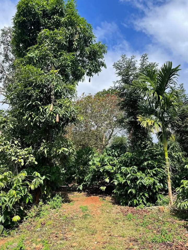 Đất nền 7 sào phường Ea Kao, Buôn Ma Thuột - Giá chỉ 1.558 tỷ, đầy đủ tiện ích!