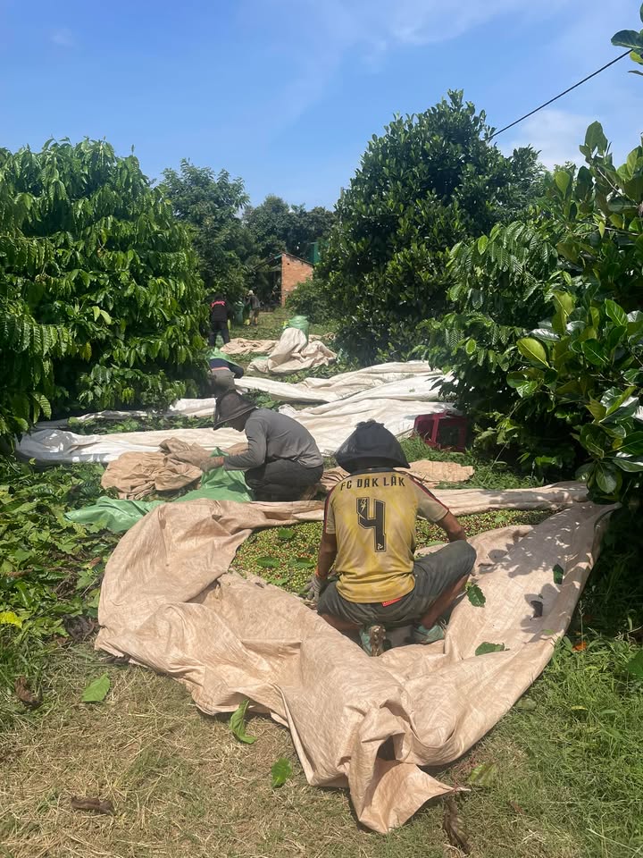 Farm 2.5ha tại Dray Bhăng, Cư Kuin - Giá chỉ 11.25 tỷ, cơ hội đầu tư sinh lời!