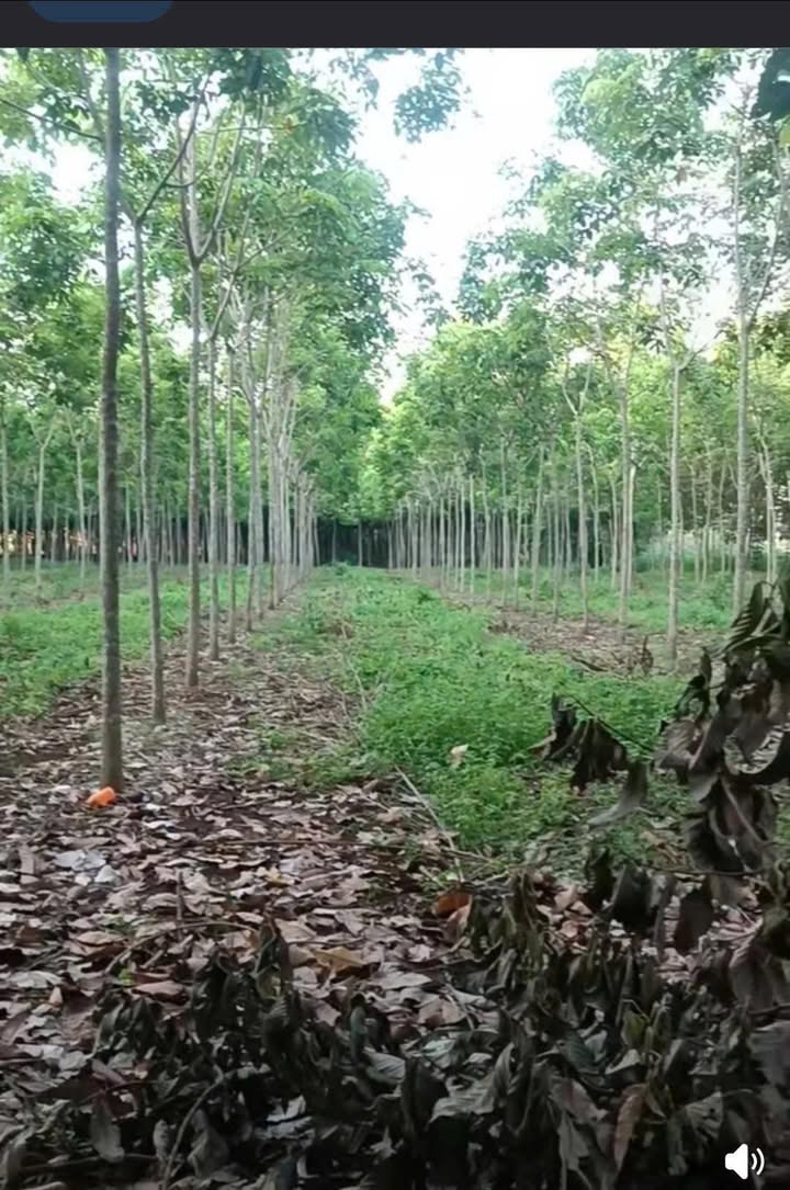 Đất Farm Vĩnh Hòa, Phú Giáo 10.000m² giá 5 tỷ - Cơ hội đầu tư không thể bỏ qua!