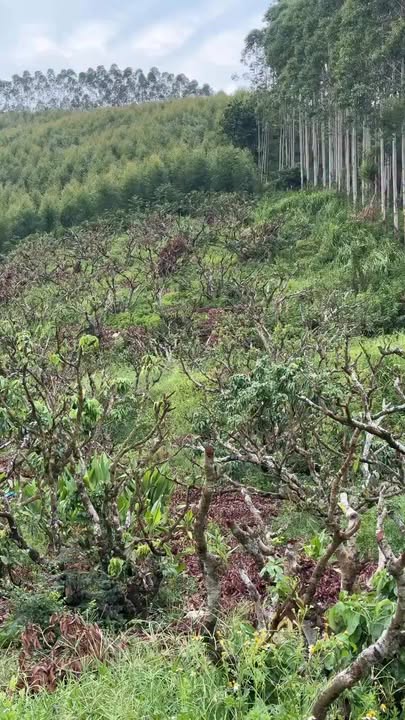 Đất vườn Nam Dương Lục Ngạn 2236m² giá 1.1 tỷ - Đầu tư sinh lời ngay!