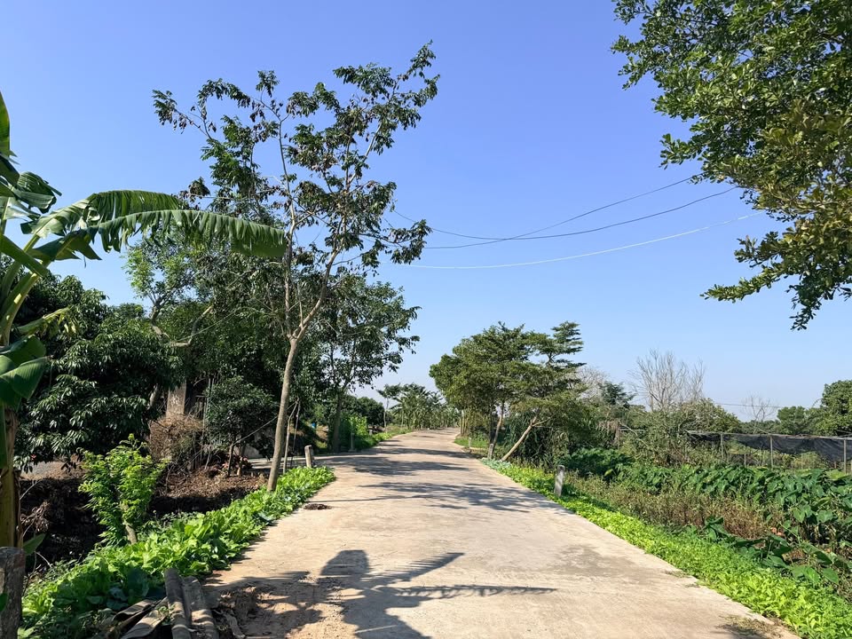 Đất nông nghiệp Phan Sào Nam, Hưng Yên 80000m² giá 4 tỷ - Sẵn sàng cho chăn nuôi!