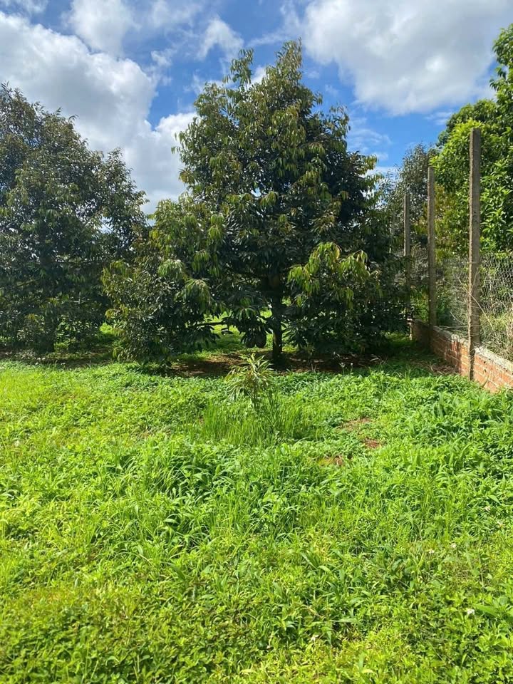 Bán đất hẻm Mạc Đĩnh Chi, Buôn Hồ, Đắk Lắk - Diện tích 5465m², giá 6.88 tỷ - Cơ hội đầu tư tuyệt vời!