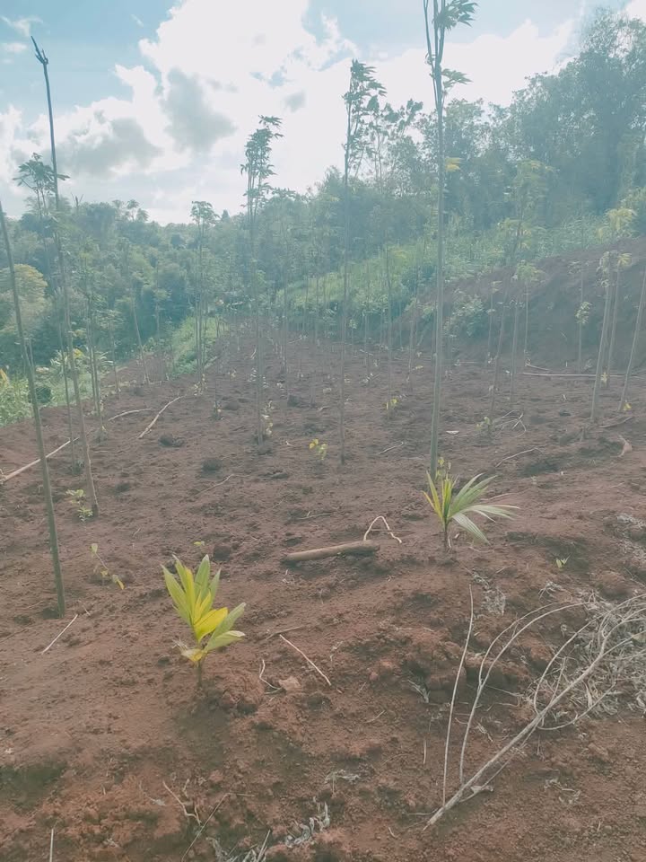 Đất nền xã Ea Kpam, Cư M'gar, Đắk Lắk 14,400m² giá chỉ 220 triệu - Cơ hội đầu tư hấp dẫn!