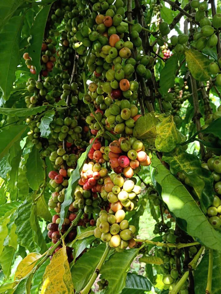 Đất thổ cư Mang Yang 180m² giá 1.4 tỷ - Đầu tư lý tưởng!