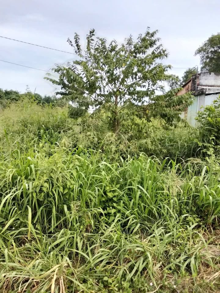 Đất nền Trảng Bàng Tây Ninh 408m² giá 750 triệu - Cơ hội đầu tư hấp dẫn!