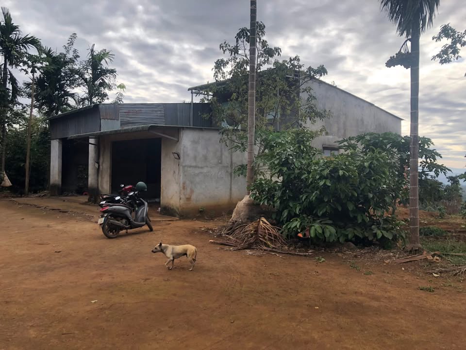 Đất Farm 5ha Nhân Đạo Đắk Nông giá 5 tỷ - Kinh doanh Cafe ngay!
