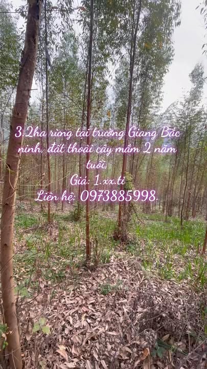 Đất rừng 3.2ha tại Trường Giang, Lục Nam – Giá tốt chỉ từ 1.1 tỷ!