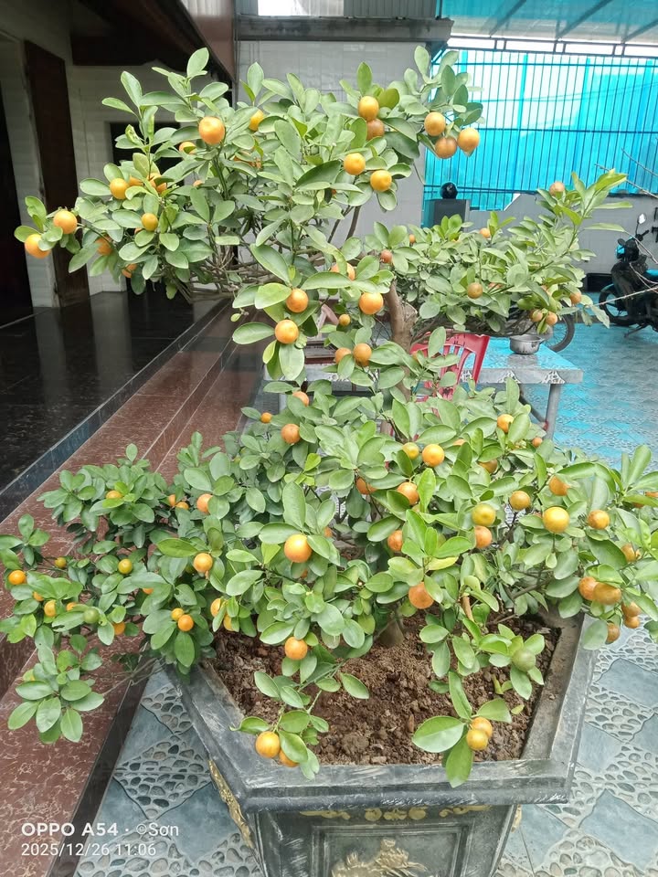 Bán lô đất góc 2 mặt tiền xã Trung Sơn, Nghệ An 195m² - View công viên lý tưởng!