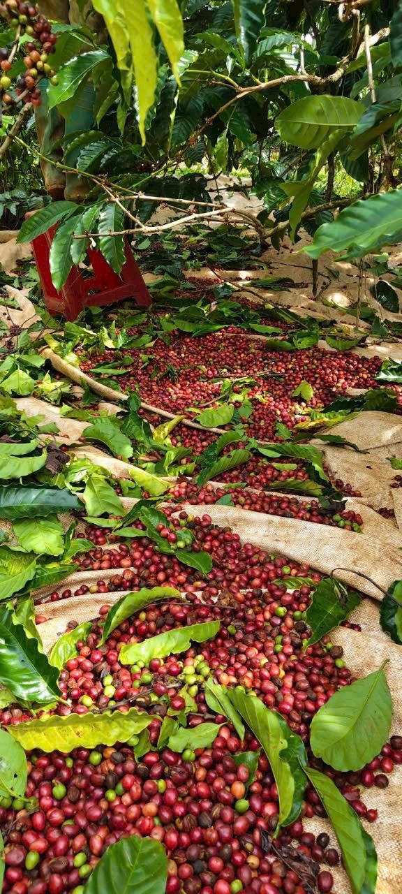 Đất thổ cư 6235m² tại Lộc Nam, Bảo Lâm - Đầu tư sinh lời chỉ 6.285 tỷ!