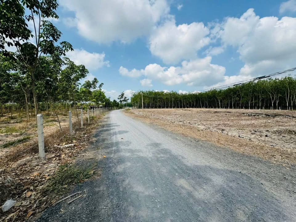 Đất nền Trường Hòa, Hòa Thành, Tây Ninh 784m² giá chỉ 56.52 tỷ - Cơ hội đầu tư hấp dẫn!