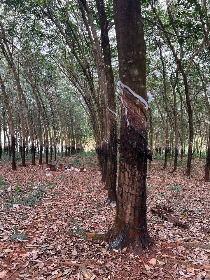 Đất nông nghiệp 4.6ha tại Bù Gia Mập - Giá 6 tỷ, thu hoạch cao su hiệu quả!