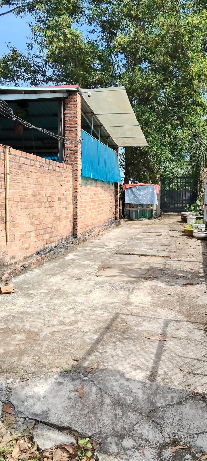 Nhà vườn ao cá 500m² Bình Mỹ, Củ Chi - Sổ hồng riêng, giá 2.7 tỷ