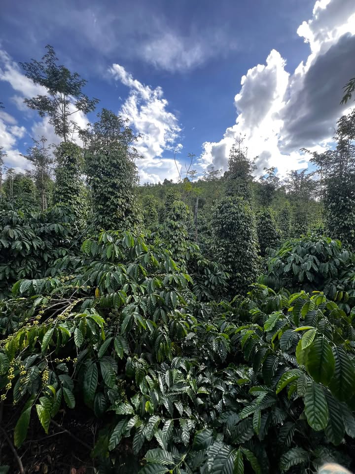 Đất thổ cư thôn 9 Nam Bình 5000m² giá 1.5 tỷ - Đầu tư sinh lời hấp dẫn!