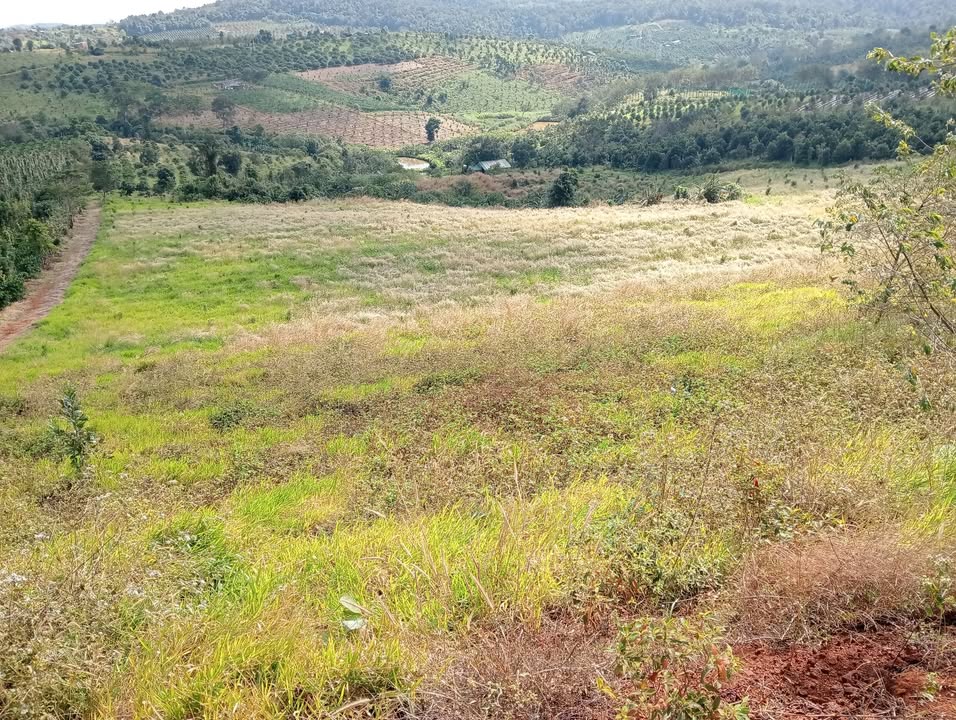 Farm 3ha tại Quảng Tâm, Tuy Đức, Đắk Nông - Cho thuê đất trồng màu giá rẻ!