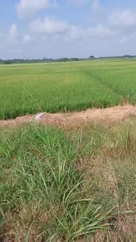 Đất thổ cư ấp Phú Đức, xã Long Phú 421m² giá 270 triệu - Sổ đỏ chính chủ, đầu tư sinh lời!