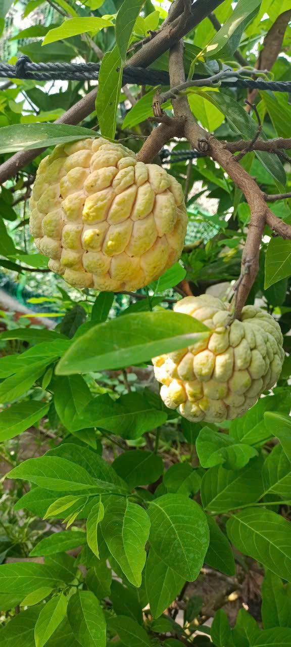 Đất vườn Vân Canh 2300m² giá 1 tỷ - Pháp lý rõ ràng, cơ hội đầu tư hấp dẫn!