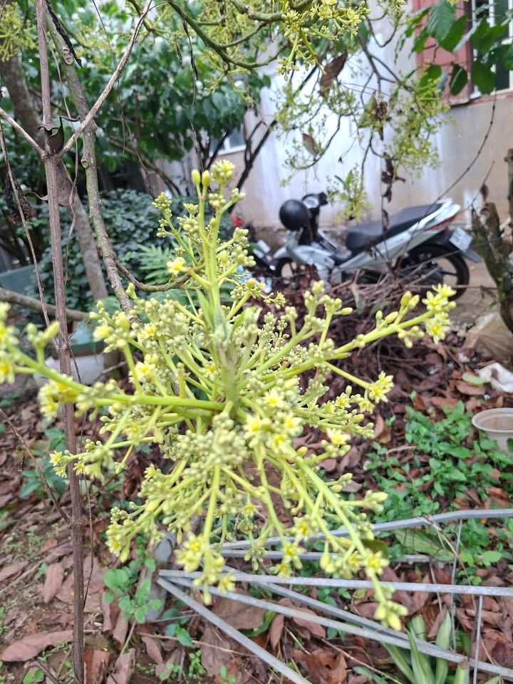 Đất nền Bảo Lộc 660m² giá 4.002 tỷ - Sổ đỏ chính chủ, đường bê tông hai mặt!