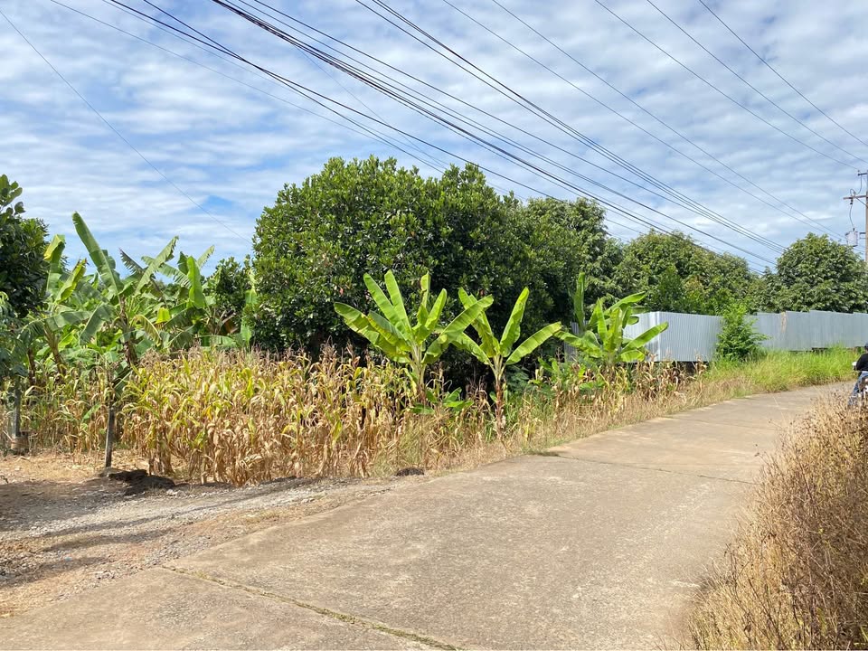 Bán đất Tà Lài, Định Quán, 300m² chỉ 1.35 tỷ - Đất bằng đẹp, giá tốt!