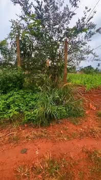 Đất nền mặt tiền Hoàng Quốc Việt 180m² giá 790 triệu - Cơ hội đầu tư tuyệt vời!