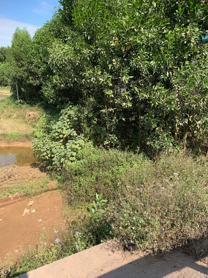 Đất nền Tân Hòa Phú Bình 3200m² giá 2 tỷ - Cơ hội đầu tư tuyệt vời!