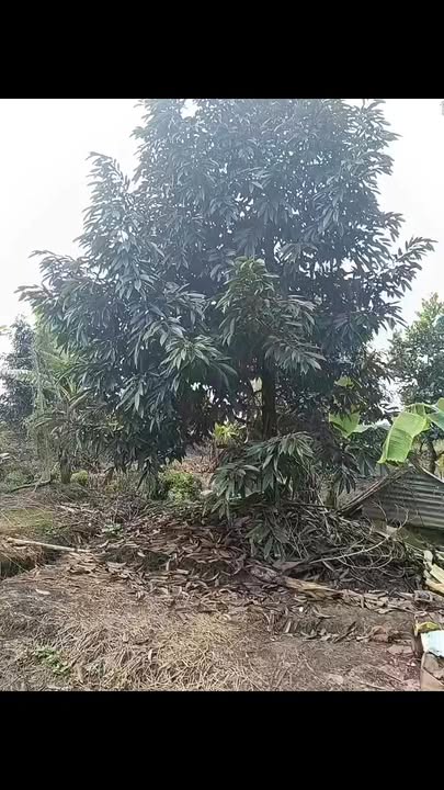 Đất nền Mỹ Hội, Cái Bè 140.000m² giá 650 triệu - Cơ hội đầu tư hấp dẫn!