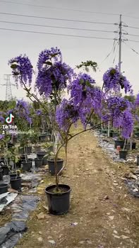 Đất liền kề Nội Hoàng Yên Dũng 121m² giá 1 tỷ - Nhanh tay sở hữu!